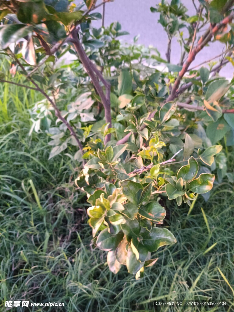 绿叶间的果树果实初现