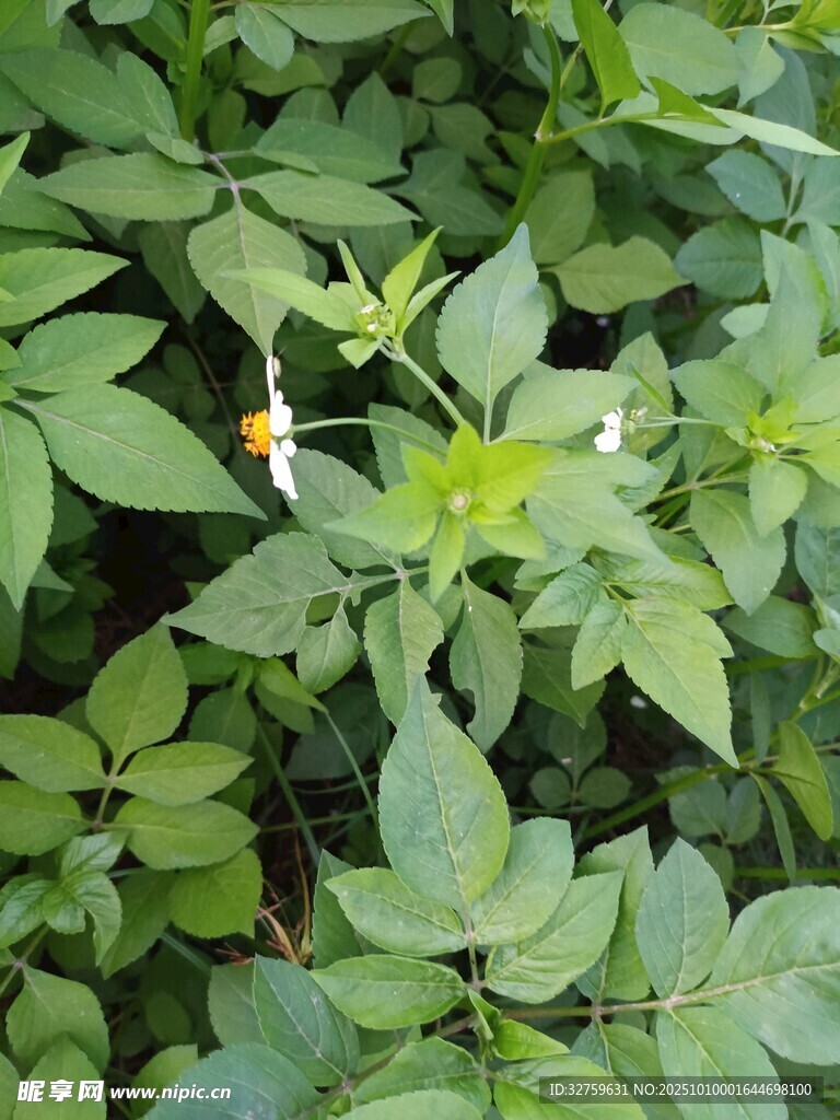 绿叶丛中的小花