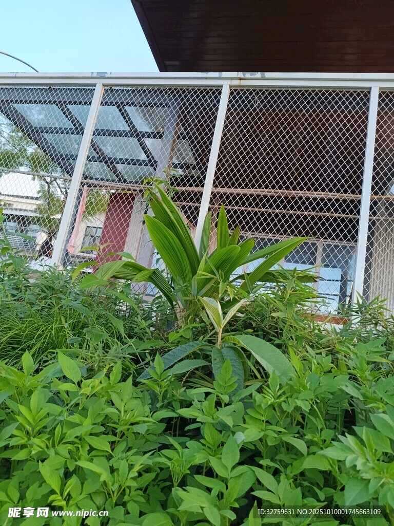 绿植环绕的建筑一角