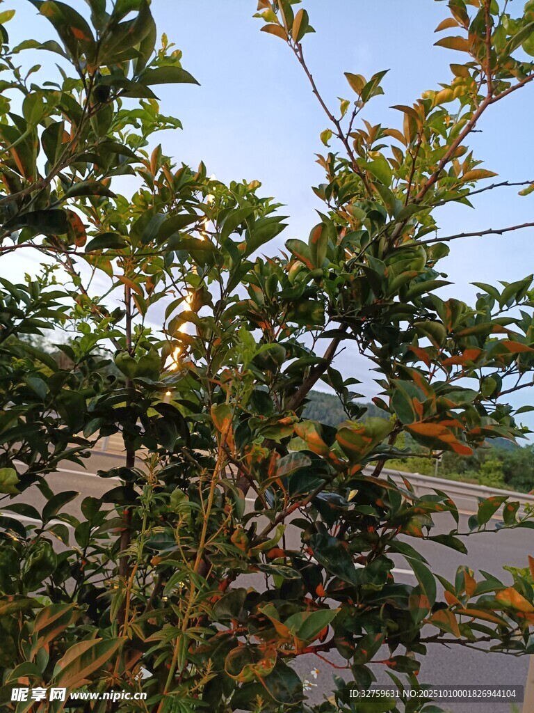 阳光下的繁茂绿植