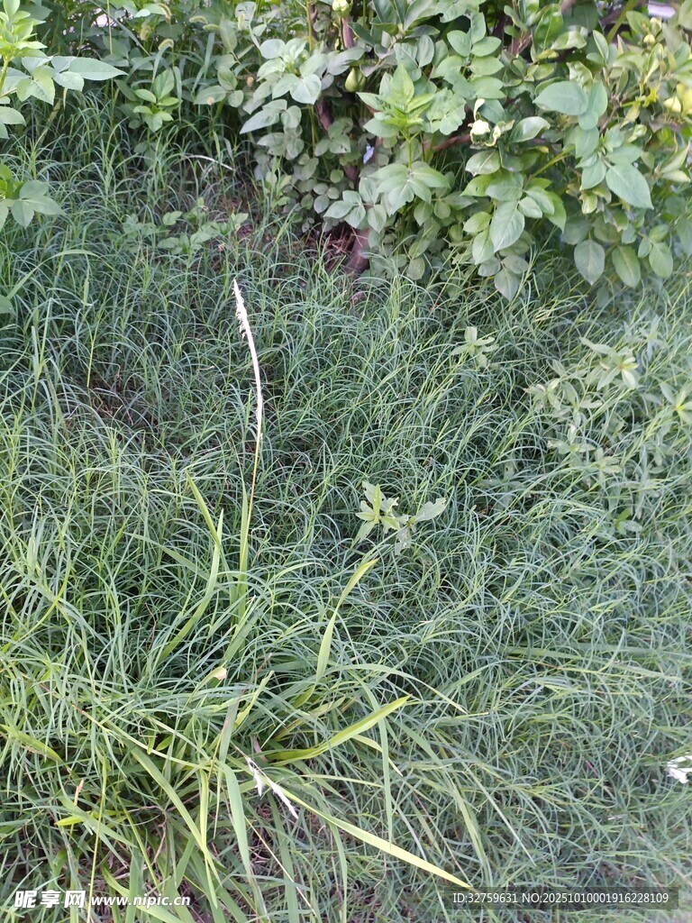 草地中的绿植景象