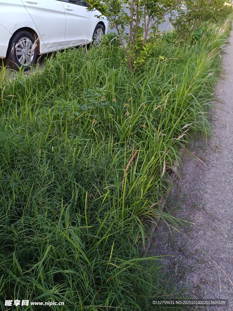 路边草地与停靠的白色汽车