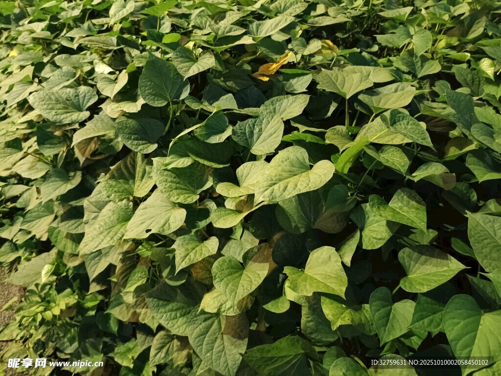 绿叶繁茂的红薯植株