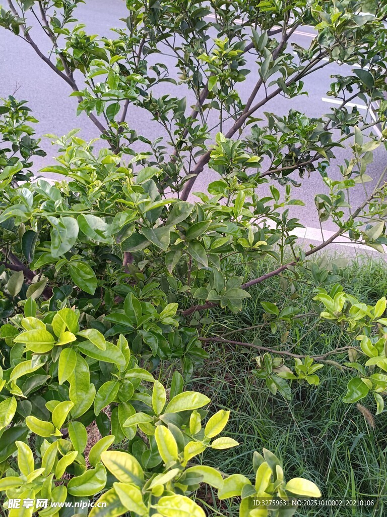 绿意盎然的繁茂植物景观