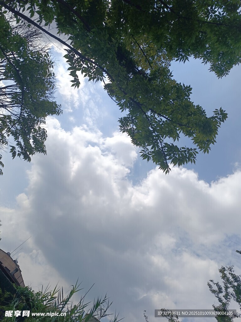 仰视天空中的繁茂枝叶与云