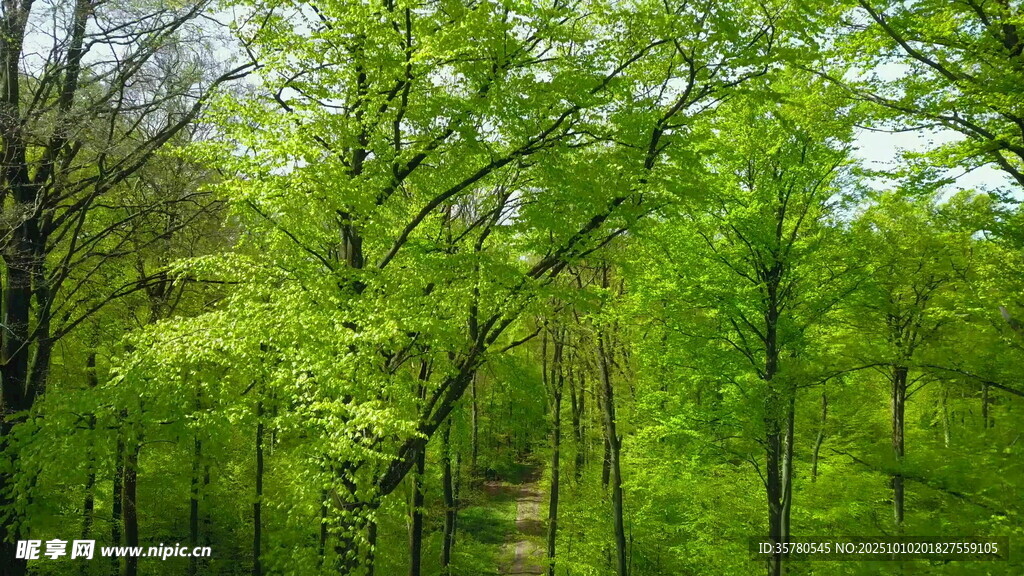 春日翠绿树林美景