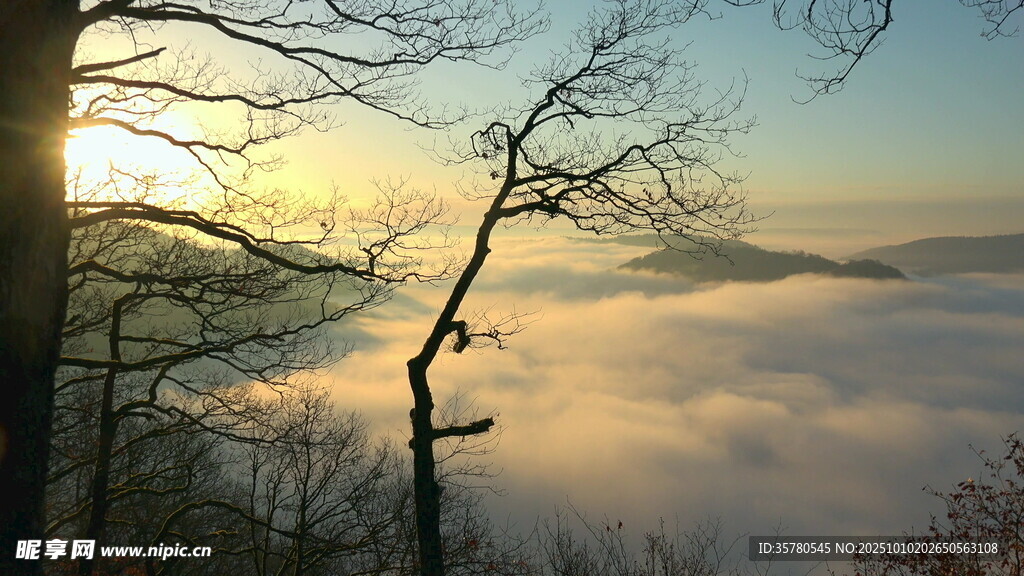 山间晨雾中的枯树美景