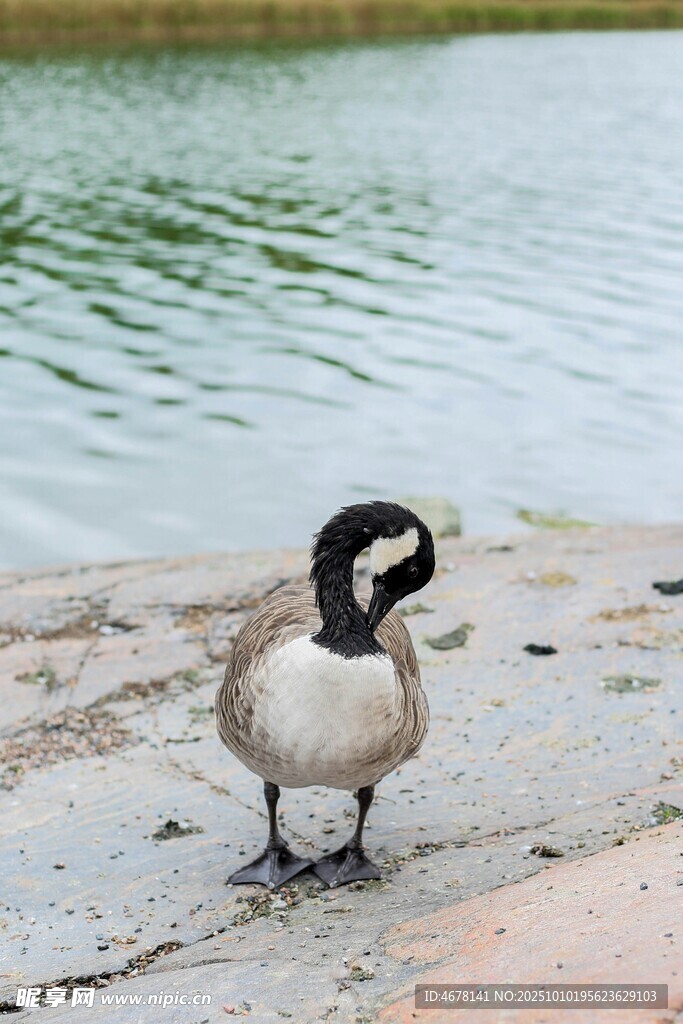 岸边的加拿大鹅