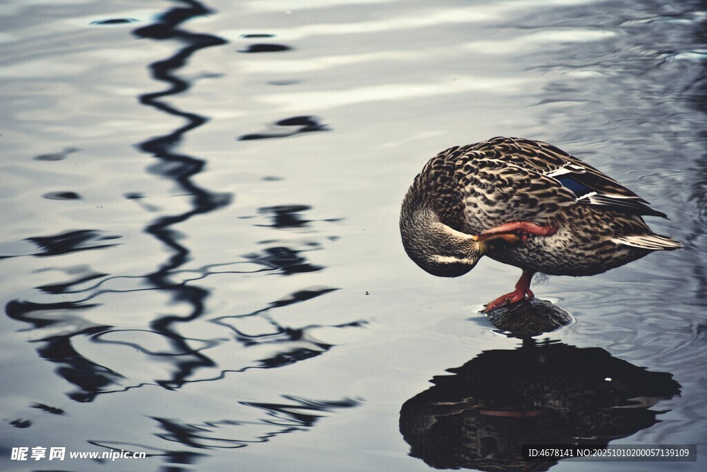 水面上休憩的鸭子