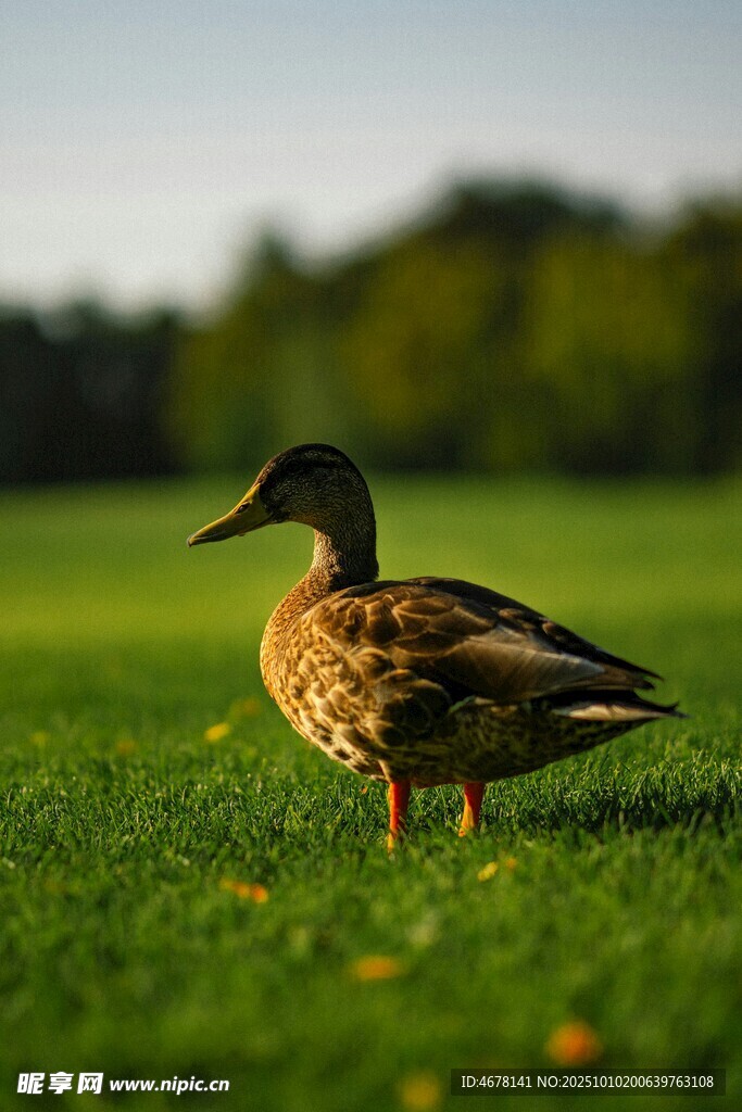 草地上的鸭子