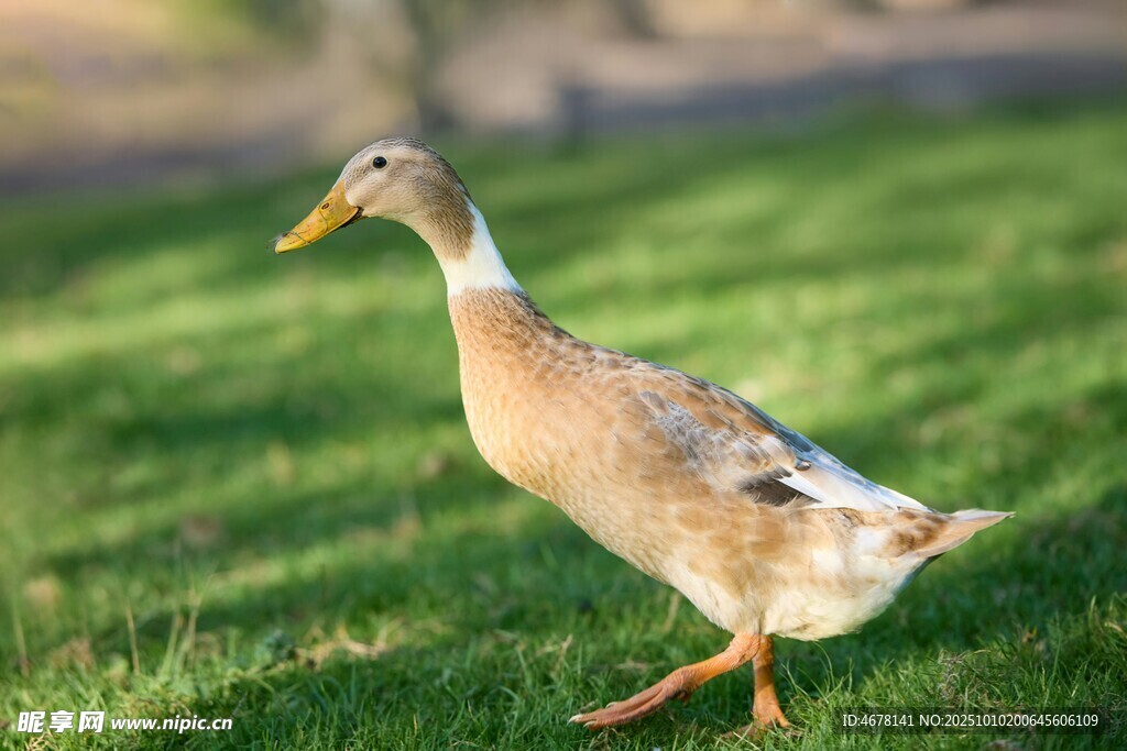 草地上漫步的鸭子