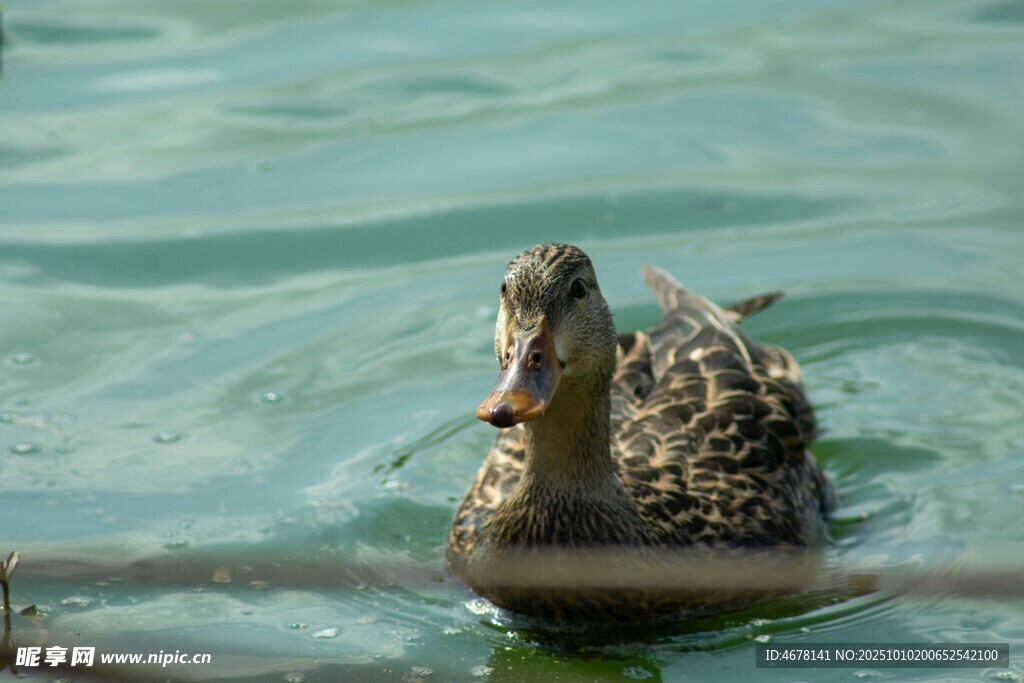 水中游弋的小鸭子