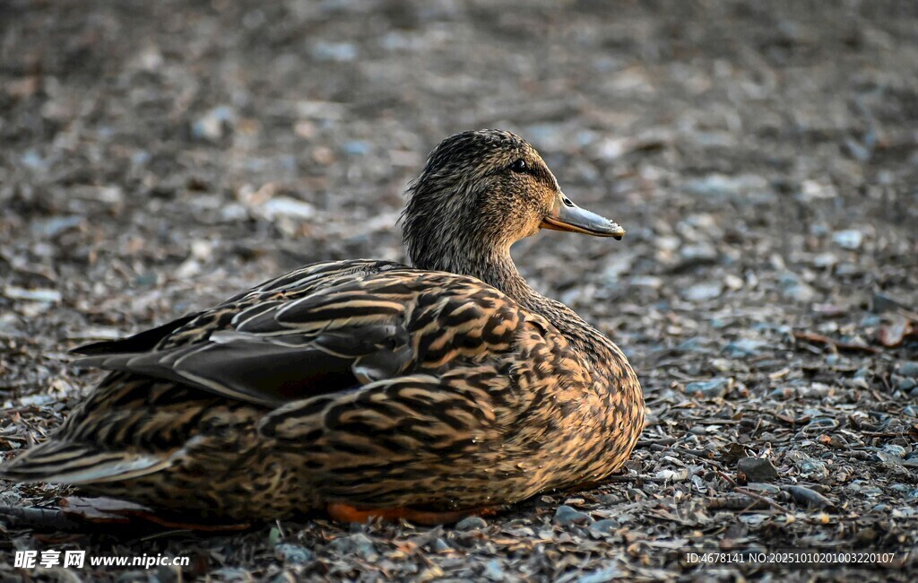 卧于地面的斑纹野鸭