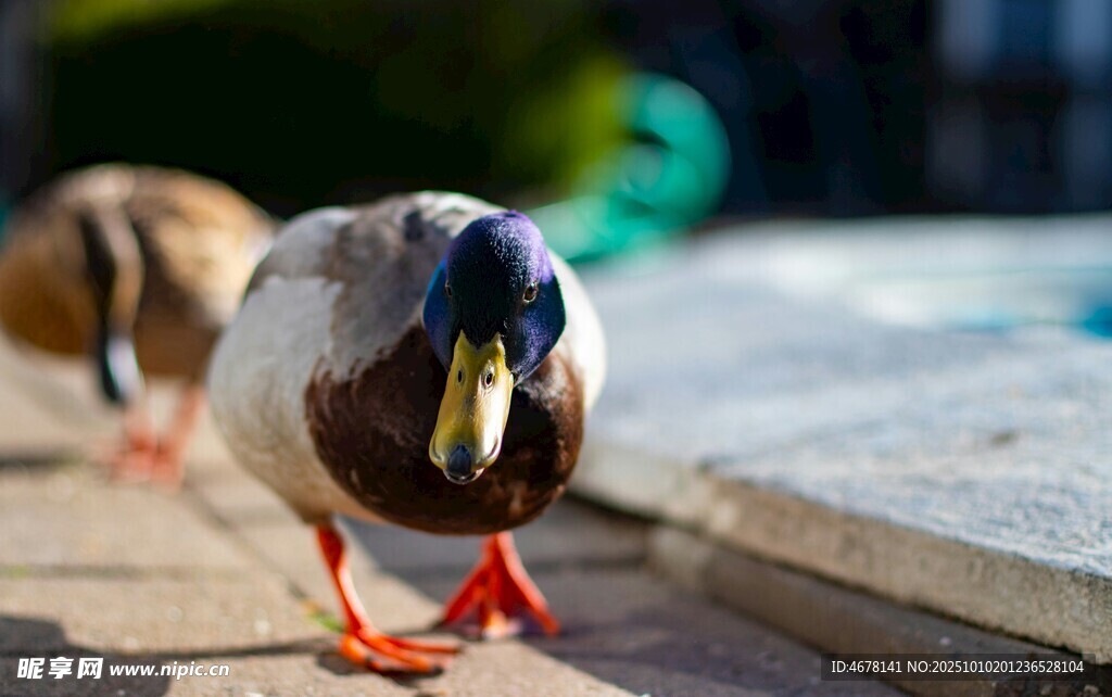 池边漫步的绿头鸭