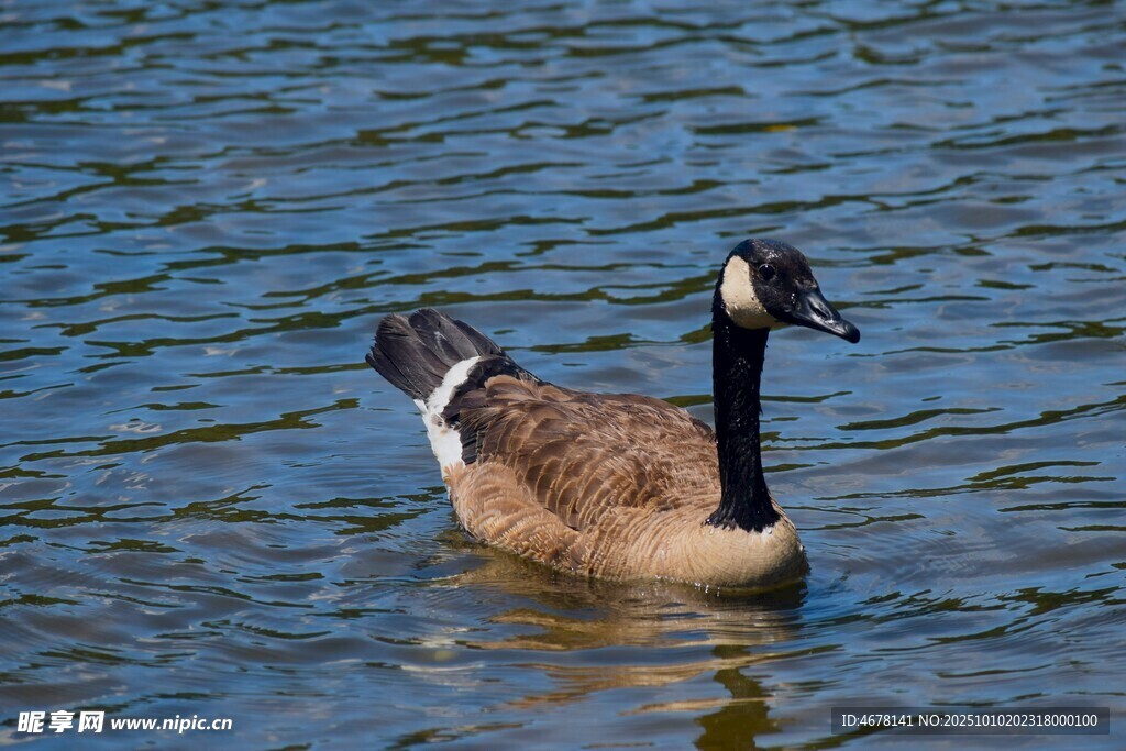 水中游弋的加拿大黑雁