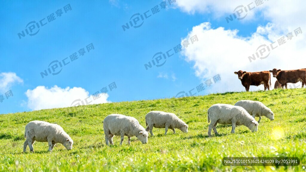 蓝天白云绿草地 要有牛羊