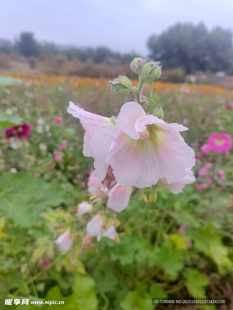 粉色蜀葵绽放于多彩花田