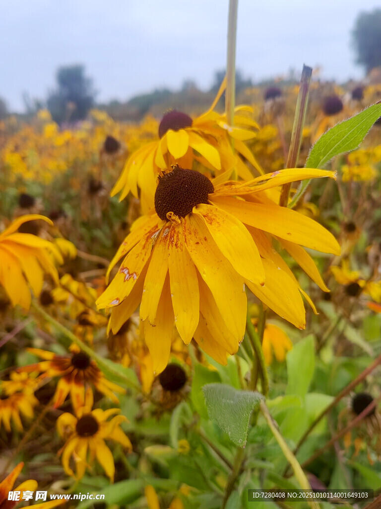 金黄黑心菊绽放于田野