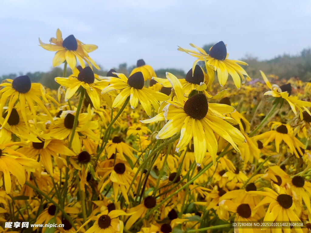 金黄黑心菊绽放的美丽