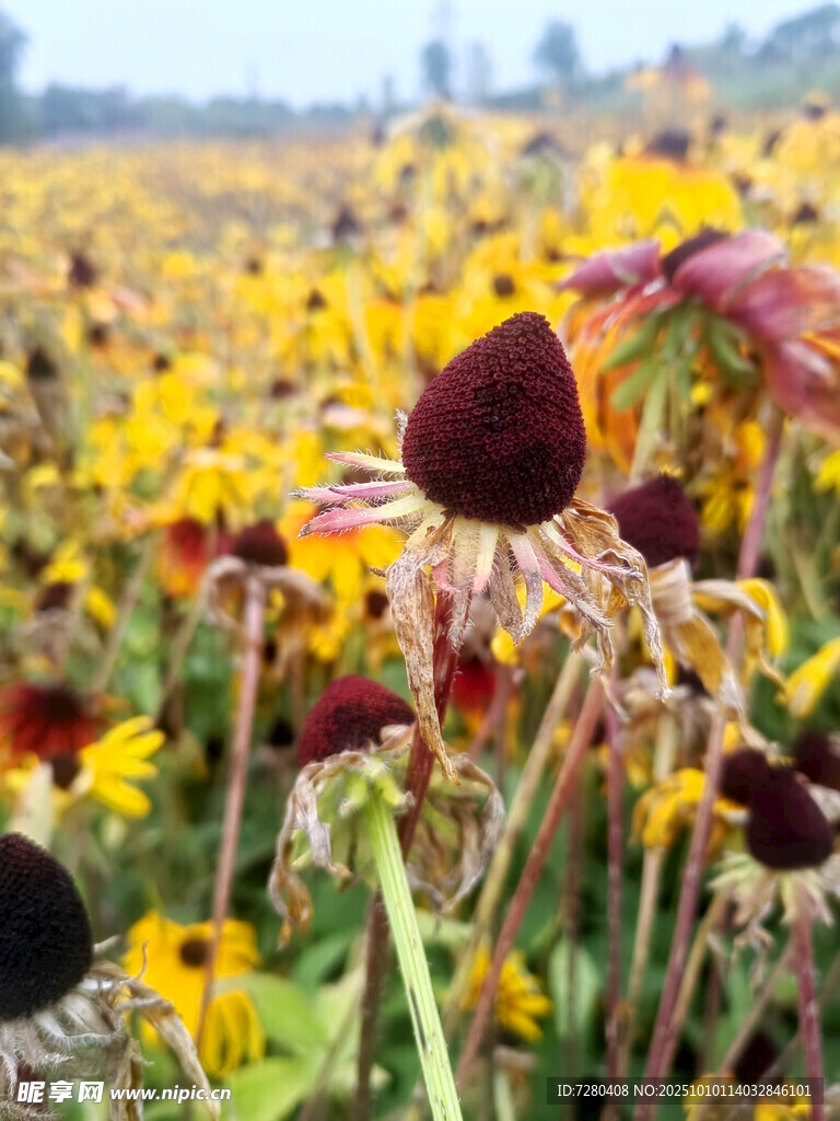 多彩向日葵花海景观