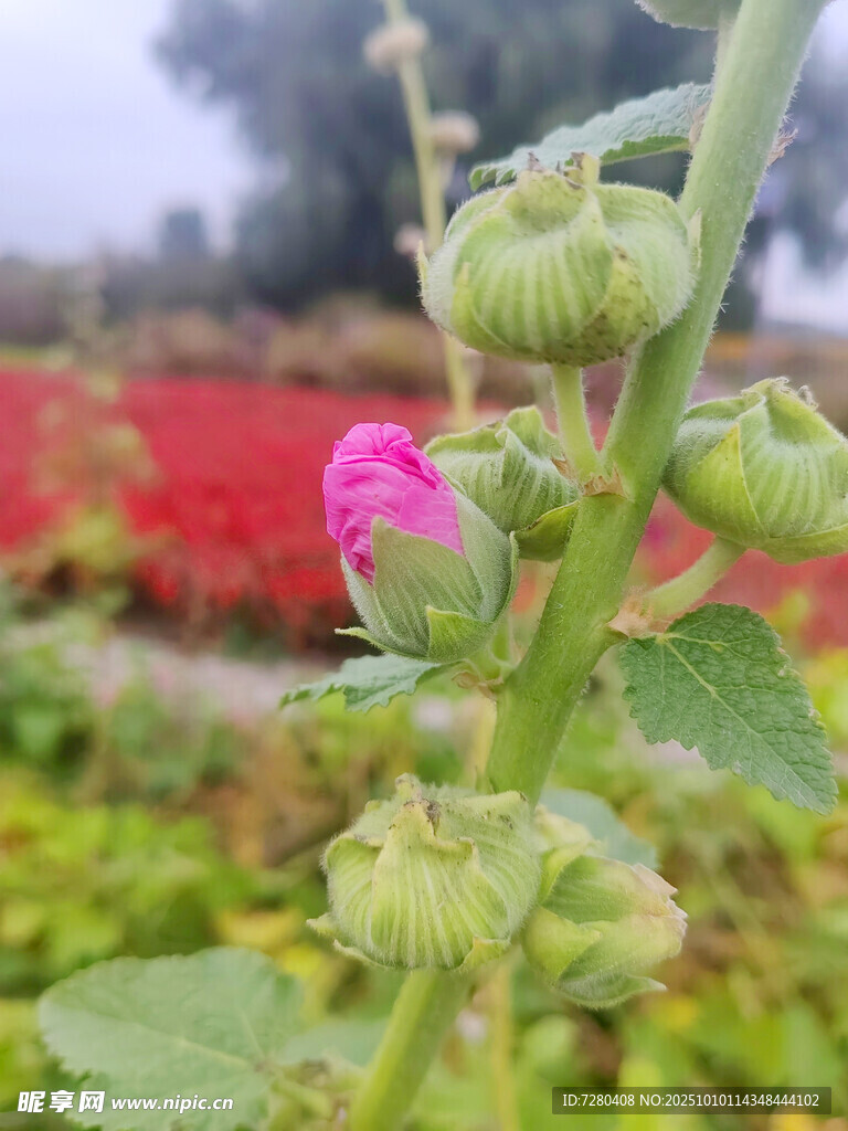 含苞待放的锦葵花