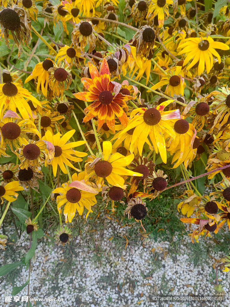 金黄黑心菊绽放于草地