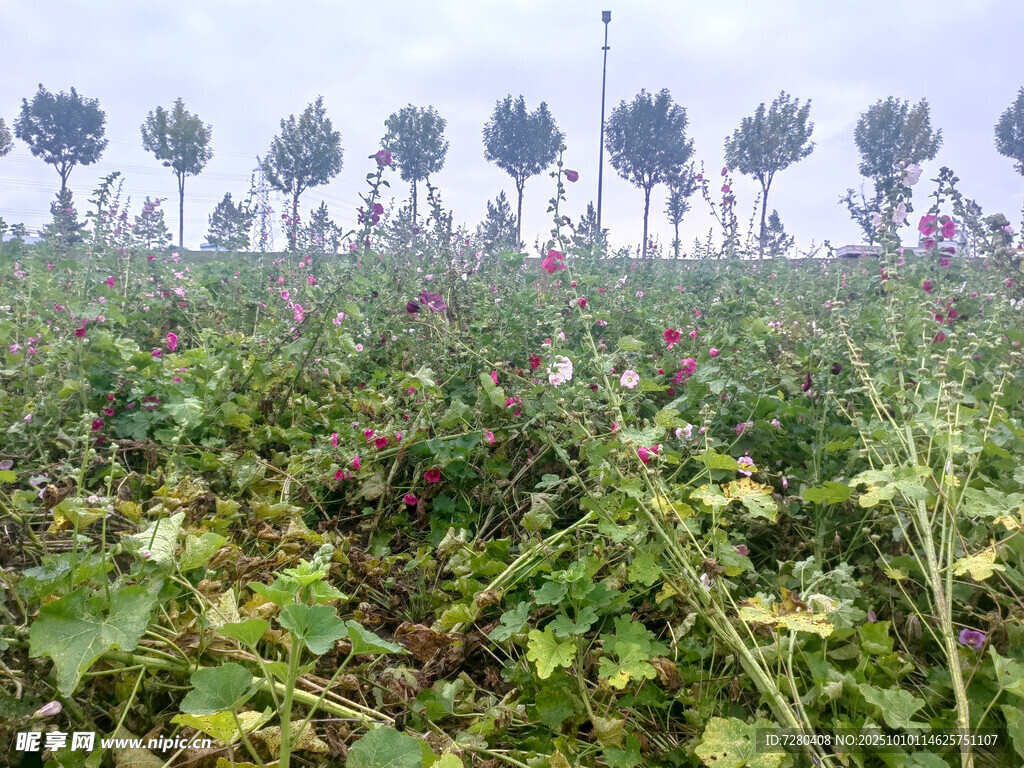 田野绿植景观