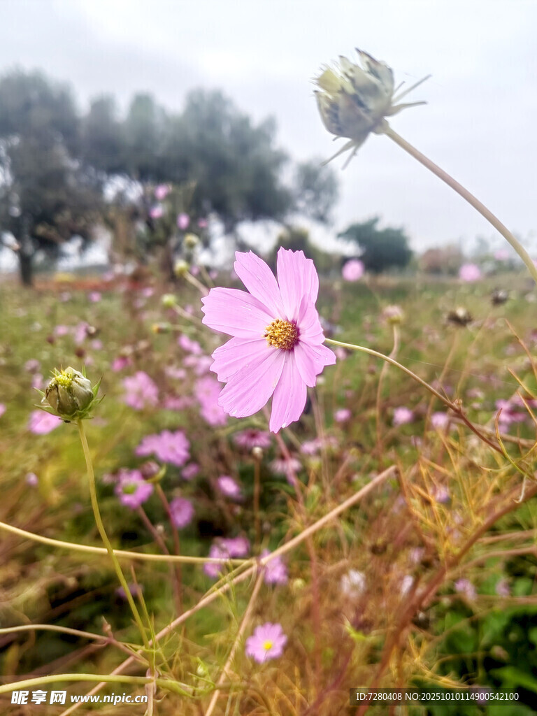 田野中的粉色格桑花