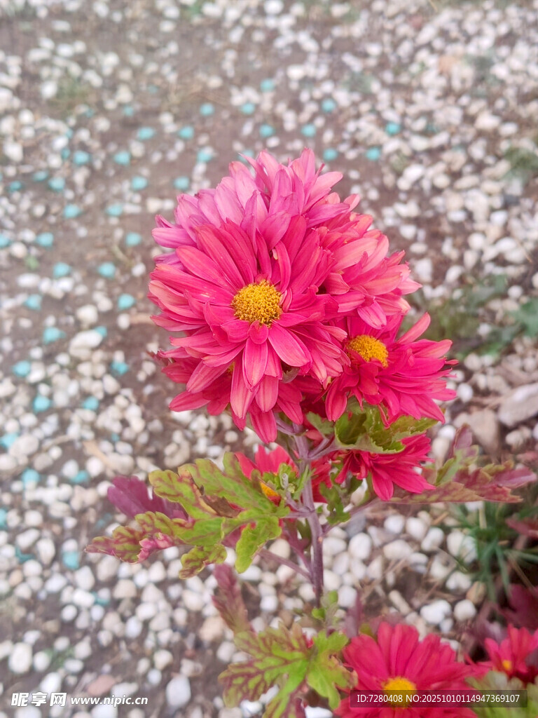 娇艳绽放的粉红色菊花