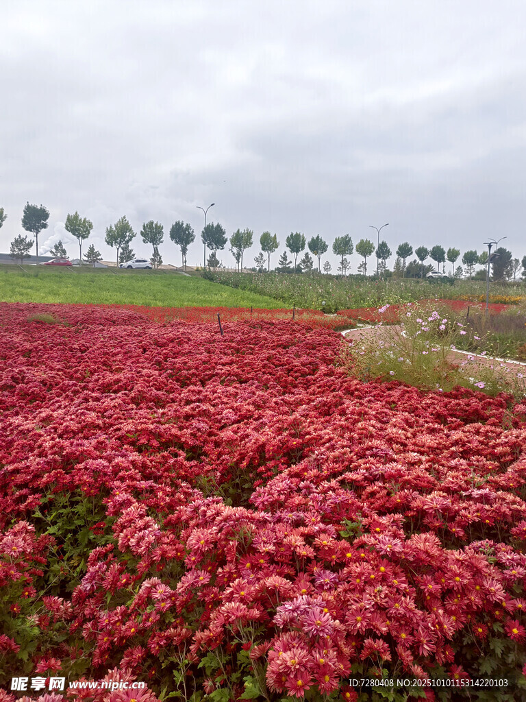 浪漫红花草花海景观