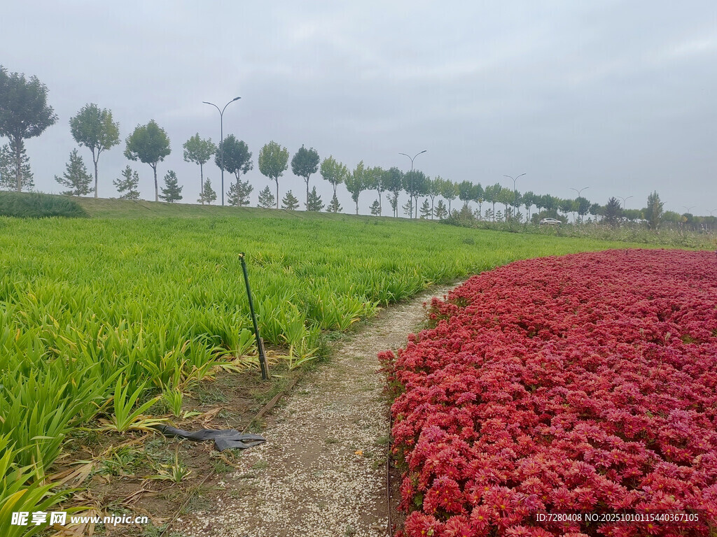 田园间红绿作物相映成趣