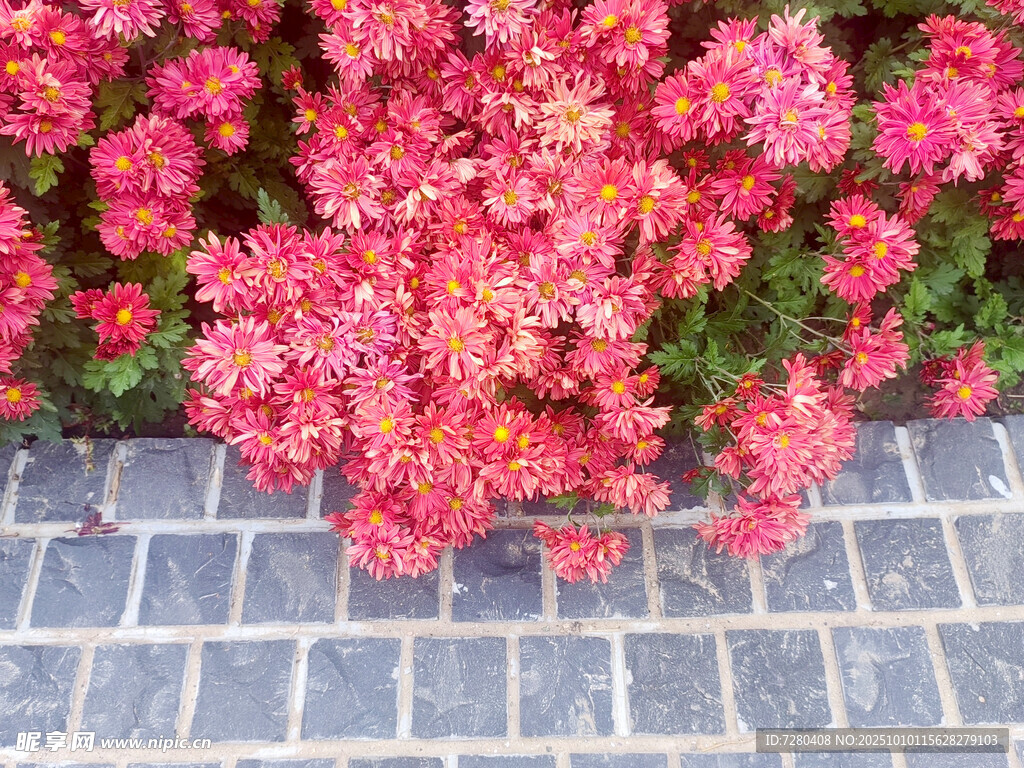 砖缝间绽放的艳丽花朵