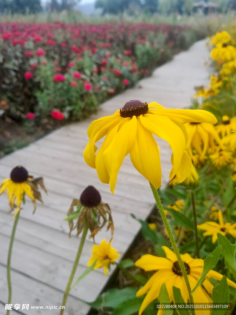 小径旁的美丽黑心菊绽放