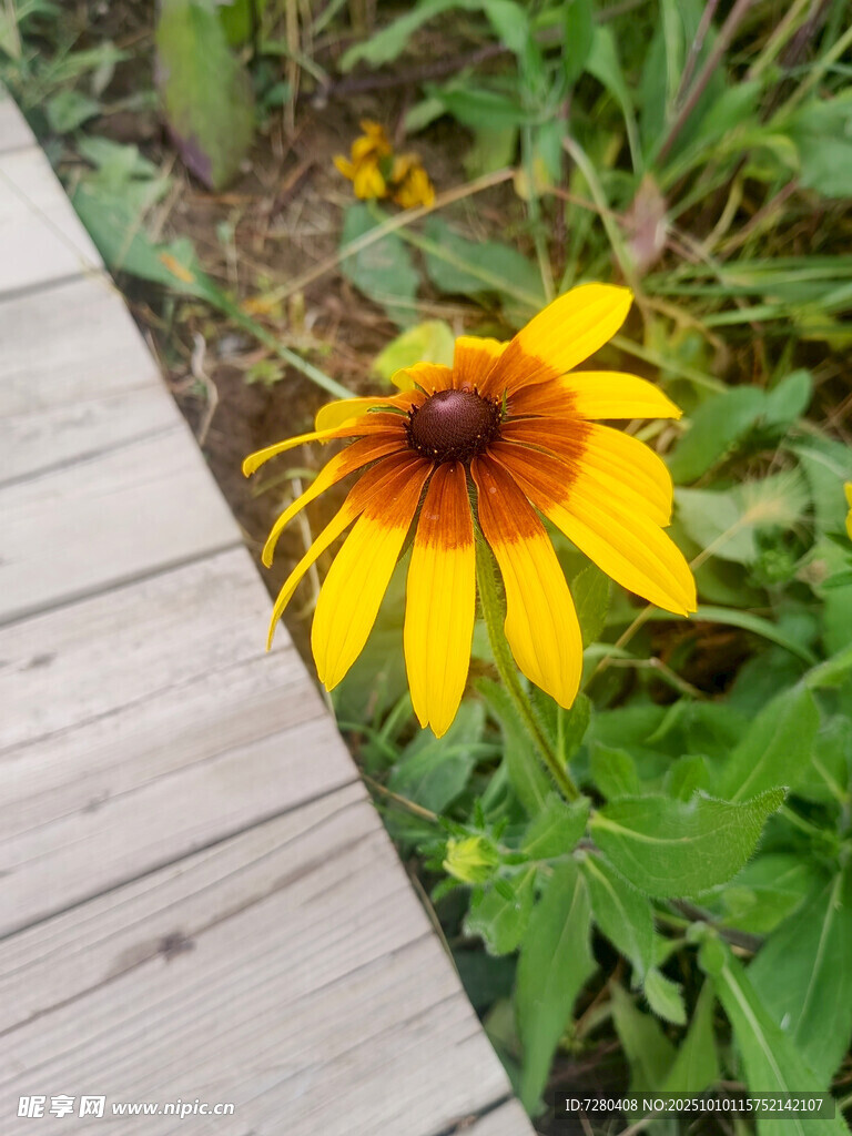 木栈道旁的艳丽黑心金光菊