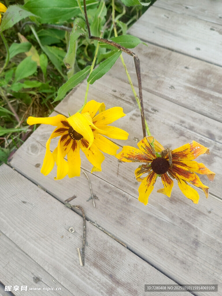 木板上的两朵黄色小花