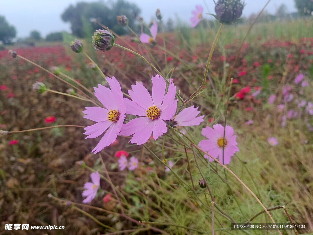田野中的粉色波斯菊