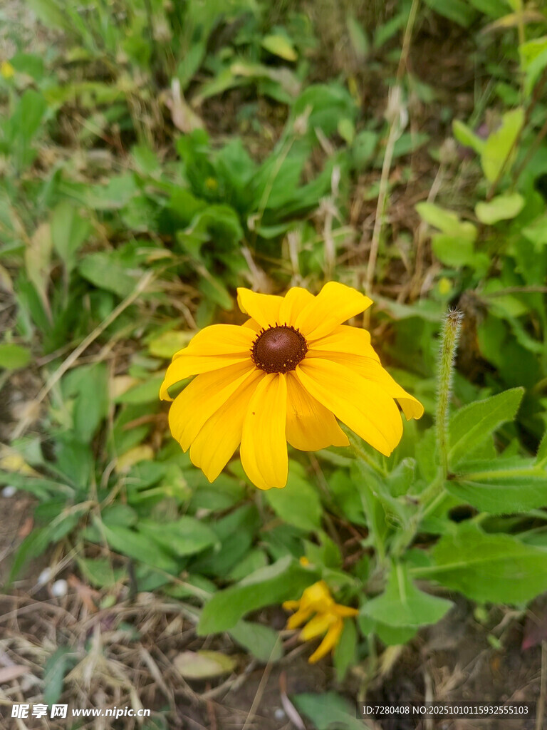 黄色黑心菊绽放于草丛