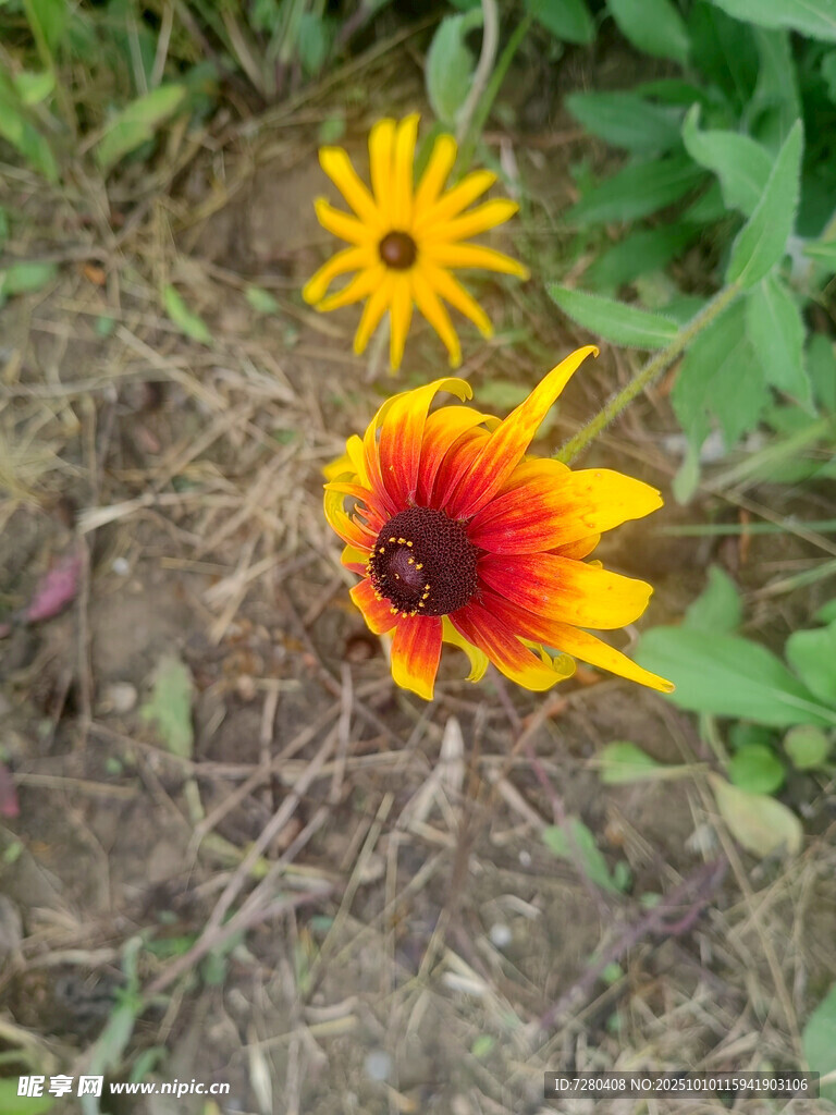 两朵艳丽野花绽放于地面