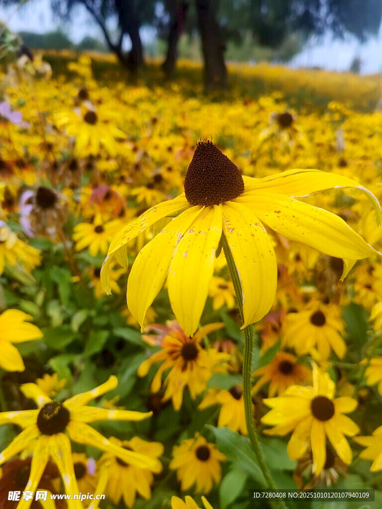 金黄黑心菊绽放的美丽