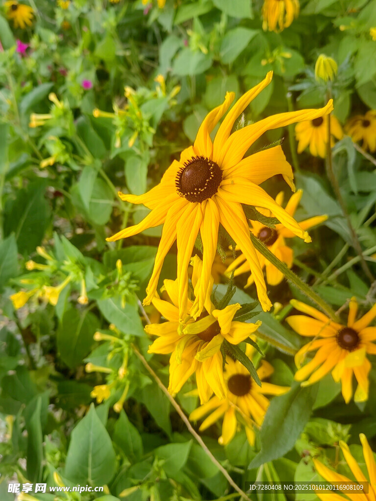 黄色黑心菊绽放于绿叶间