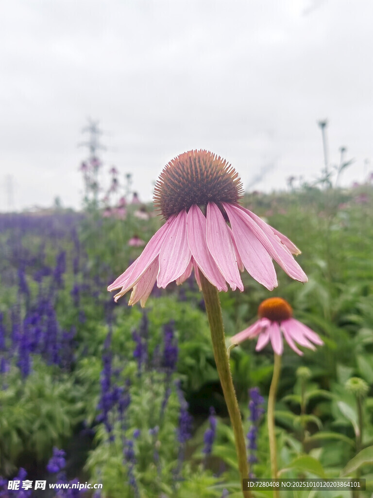 粉紫花卉绽放于绿野间