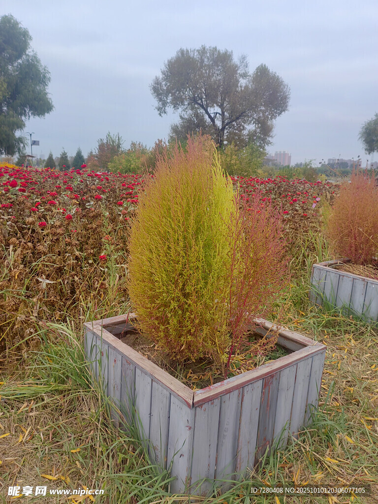 方形花箱中的多彩观赏植物