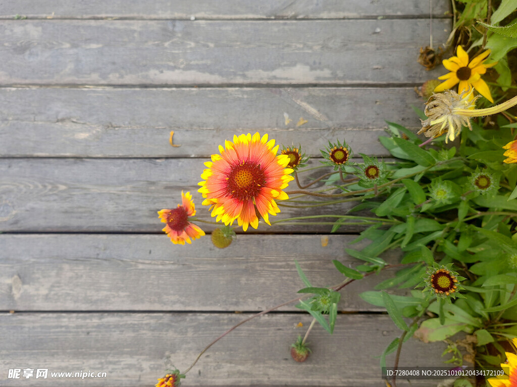 木板上绽放的鲜艳花朵