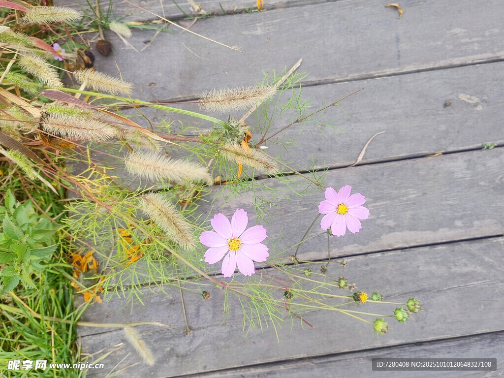 木板上绽放的两朵小粉花