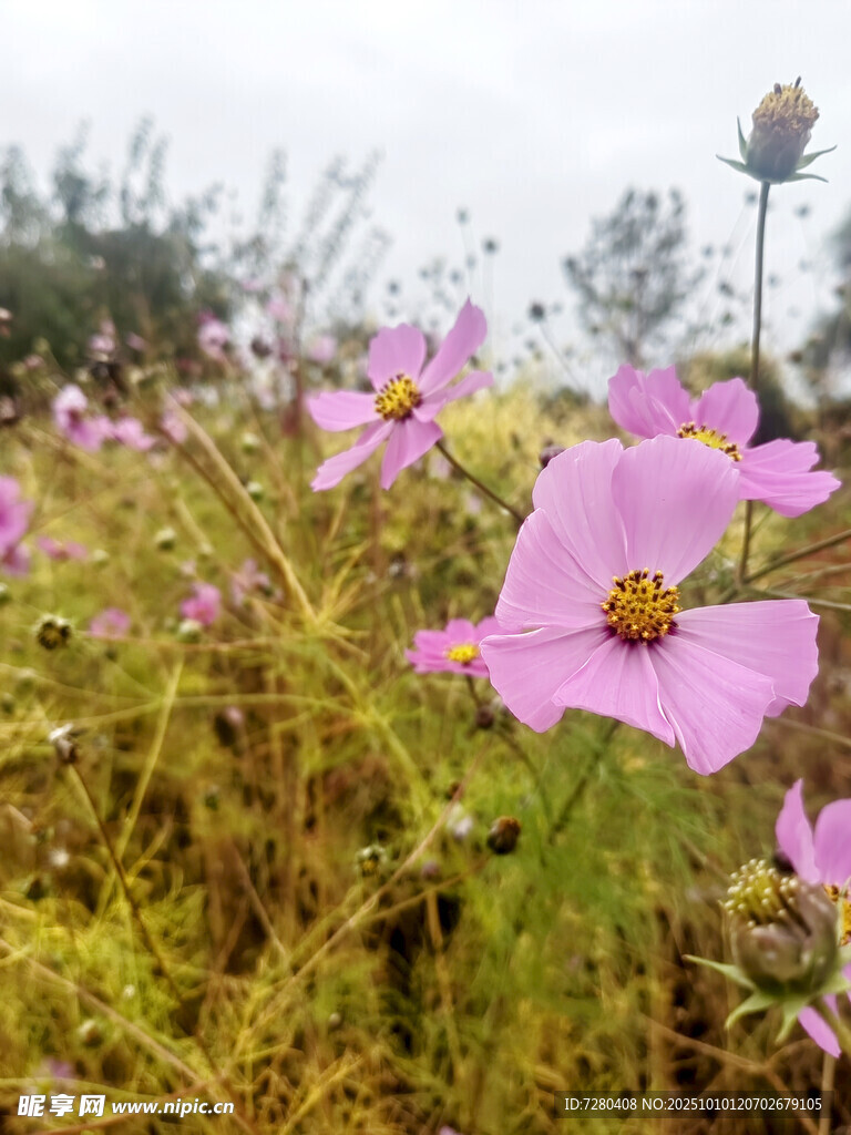 田野中的粉色烂漫小花