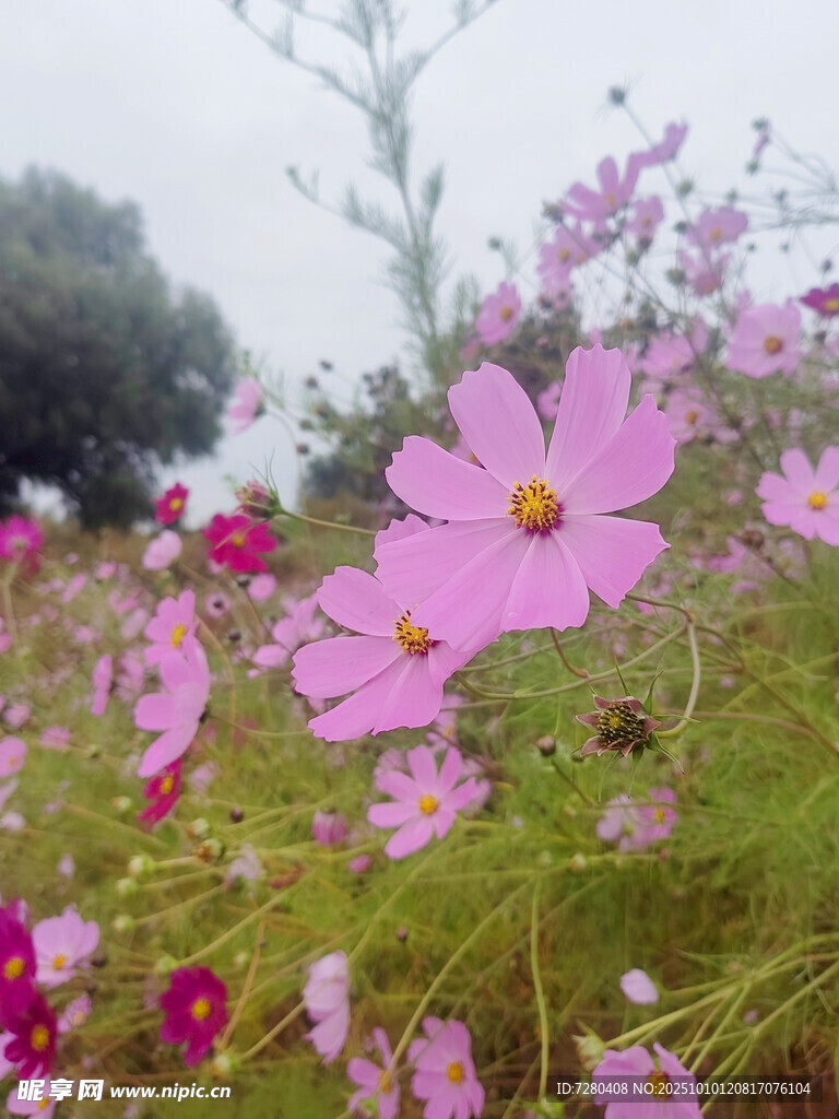 烂漫波斯菊绽放于田野