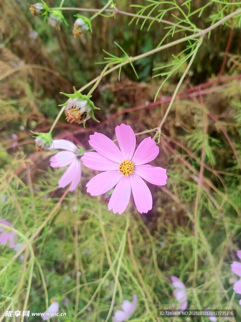 草丛中的粉色格桑花