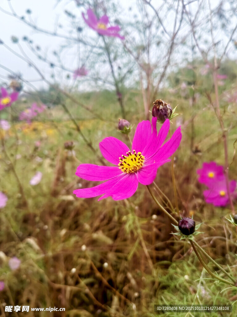 田野中绽放的艳丽格桑花