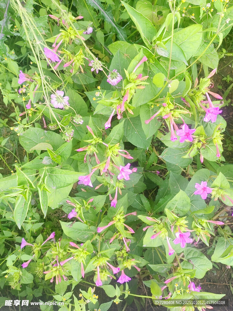 绿叶间绽放的粉嫩小花