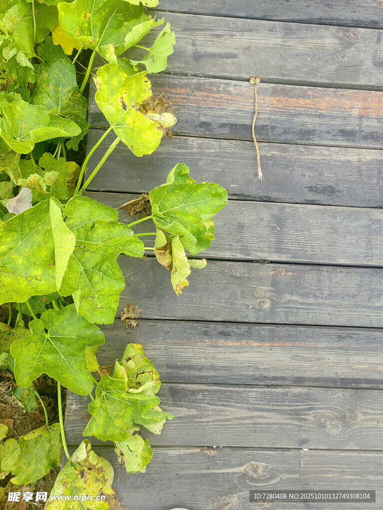 木板上的翠绿植物